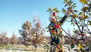 7 trees to prune in January to ensure they remain healthy and attractive