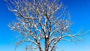 The Tree to Prune in Winter for a Healthy Spring