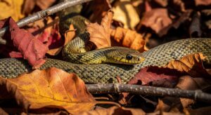 Where Do Garden Snakes Hibernate During Winter ?