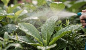 The baking soda spray that stops mildew on garden foliage